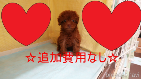 成約済の東京都のトイプードル-287222の1枚目