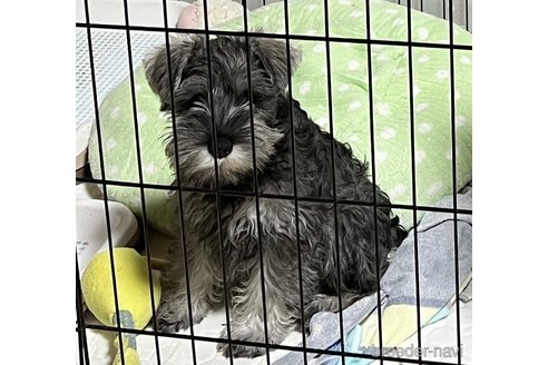 成約済の静岡県のミニチュアシュナウザー-278347の4枚目