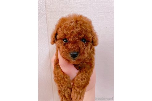 成約済の茨城県のトイプードル-288825