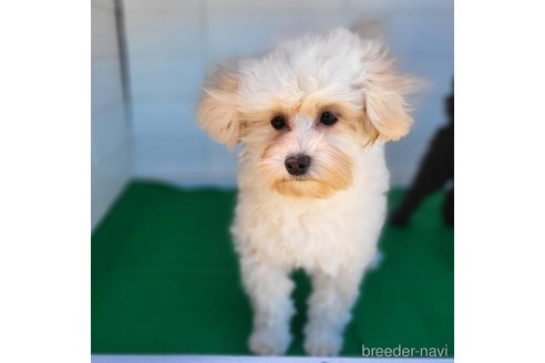 成約済の茨城県のミックス犬-261643の9枚目
