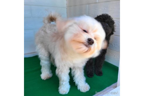 成約済の茨城県のミックス犬-261643の8枚目