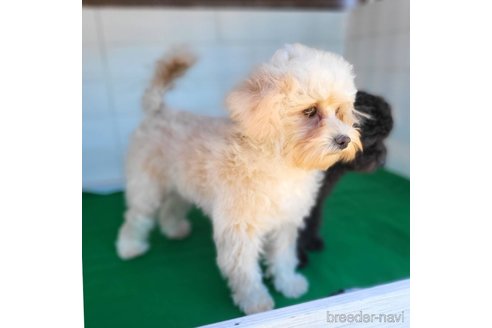 成約済の茨城県のミックス犬-261643の10枚目