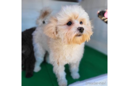 成約済の茨城県のミックス犬-261643の7枚目