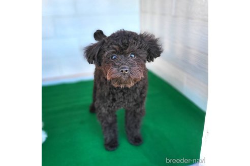 成約済の茨城県のミックス犬-261641の15枚目