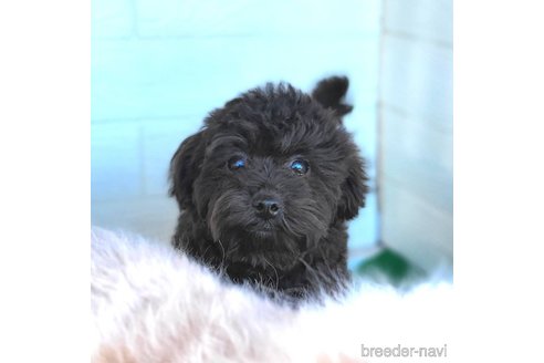 成約済の茨城県のミックス犬-261641の12枚目