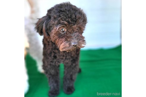 成約済の茨城県のミックス犬-261641の11枚目
