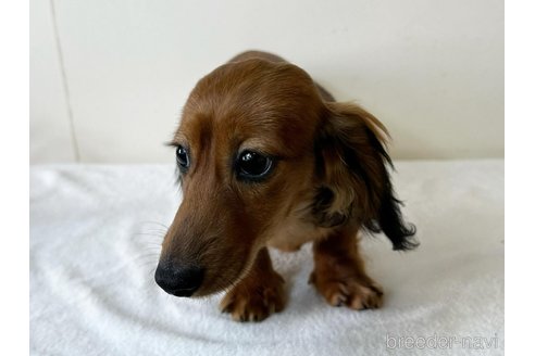 成約済の兵庫県のカニンヘンダックスフンド(ロングヘアード)-279594の9枚目