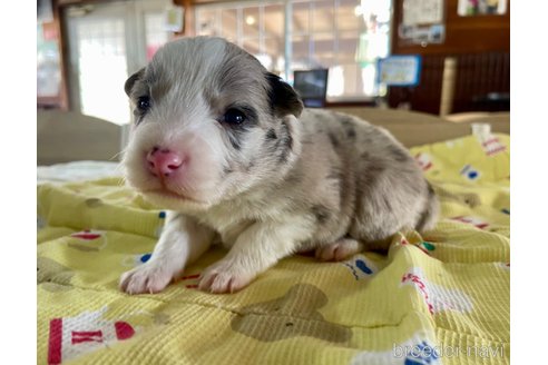 成約済の長野県のボーダーコリー-289523の9枚目