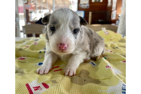 成約済の長野県のボーダーコリー-289523の3枚目