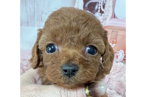 成約済の岡山県のティーカッププードル-289564の25枚目