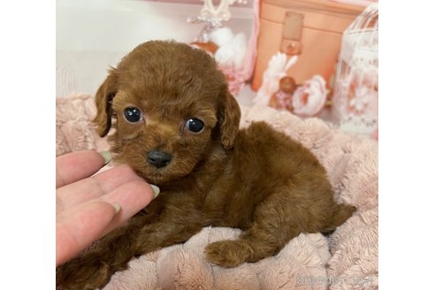 成約済の岡山県のティーカッププードル-289564の24枚目