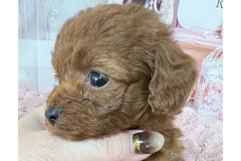 成約済の岡山県のティーカッププードル-289564の23枚目