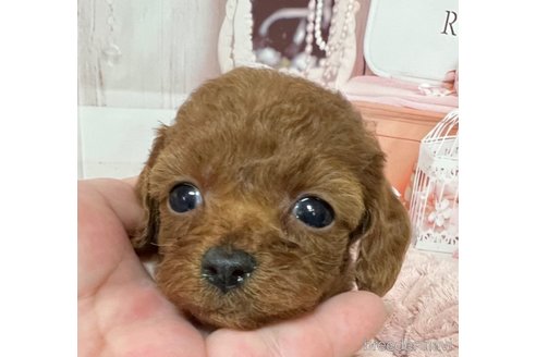 成約済の岡山県のティーカッププードル-289564の22枚目