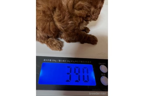 成約済の岡山県のティーカッププードル-289564の21枚目
