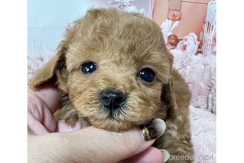 成約済の岡山県のタイニープードル-289565の17枚目
