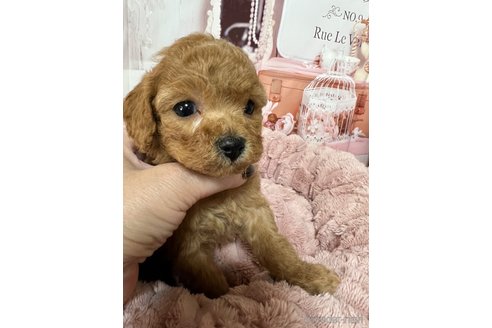 成約済の岡山県のタイニープードル-289567の17枚目