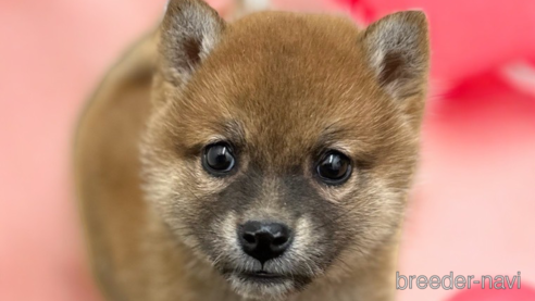 成約済の岡山県の柴犬-286359の1枚目