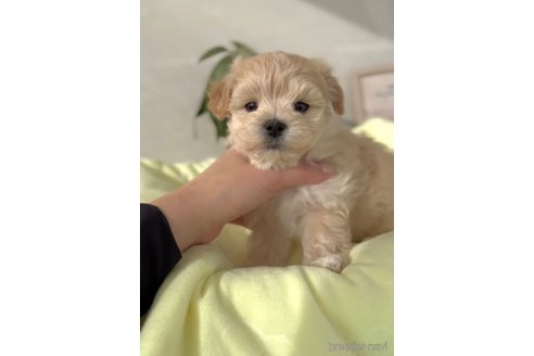 成約済の福岡県のマルプー:マルチーズ×トイプードル-287981の3枚目