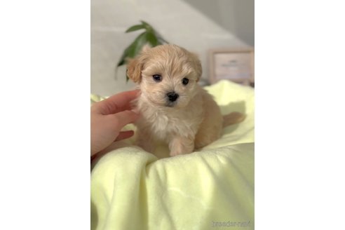 成約済の福岡県のマルプー:マルチーズ×トイプードル-287981の4枚目