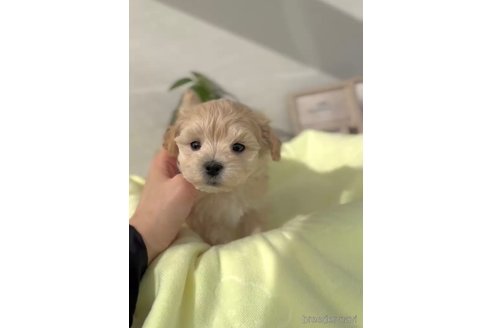 成約済の福岡県のマルプー:マルチーズ×トイプードル-287981の5枚目