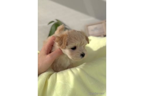 成約済の福岡県のマルプー:マルチーズ×トイプードル-287981の2枚目
