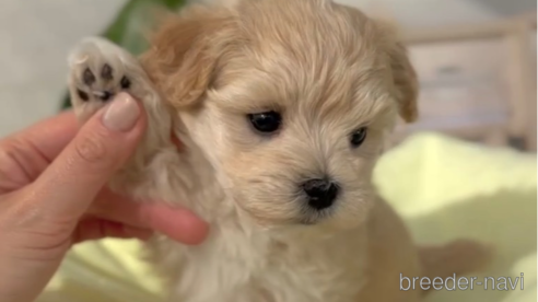 成約済の福岡県のマルプー:マルチーズ×トイプードル-287981の1枚目