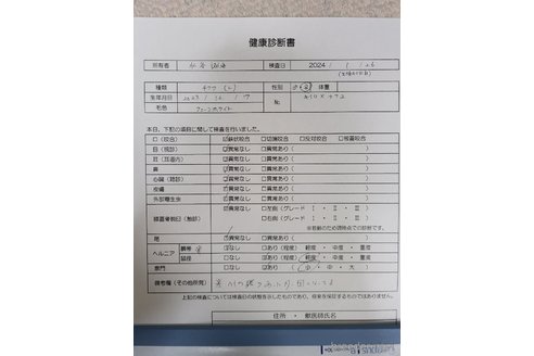 成約済の愛知県のチワワ(ロングコート)-286950の13枚目