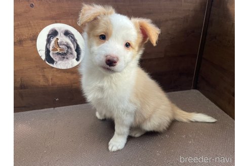 子犬