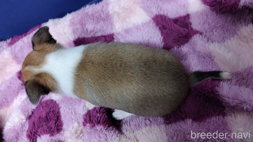 成約済の千葉県のチワワ(スムースコート)-284316の112枚目