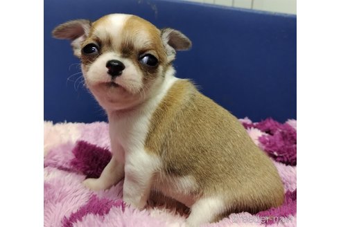 成約済の千葉県のチワワ(スムースコート)-284316の106枚目