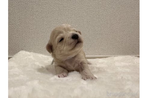 成約済の滋賀県のチワプー:チワワ×トイプードル-289644の12枚目