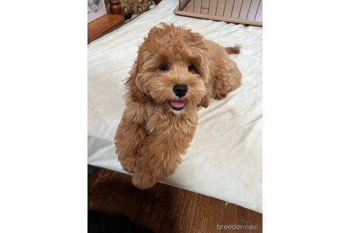 NAPUAちゃん1枚目