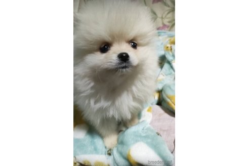 成約済の兵庫県のポメラニアン-283928の3枚目