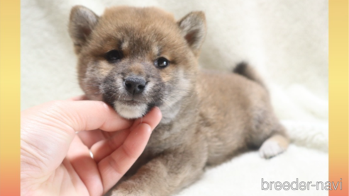 成約済の岡山県の柴犬-282800