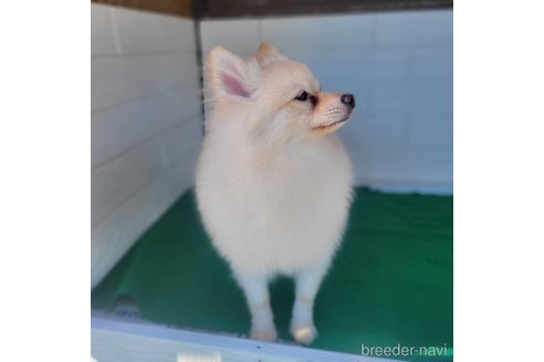成約済の茨城県のポメラニアン-260067の4枚目
