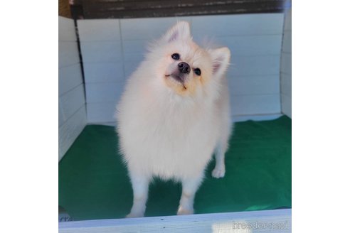 成約済の茨城県のポメラニアン-260067の2枚目