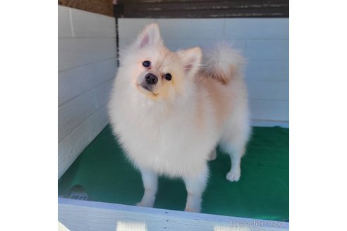 成約済の茨城県のポメラニアン-260067の3枚目