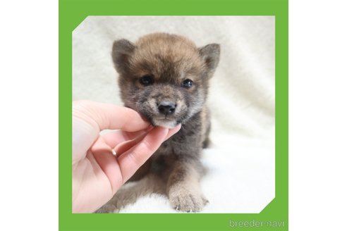 成約済の岡山県の柴犬-284206の3枚目