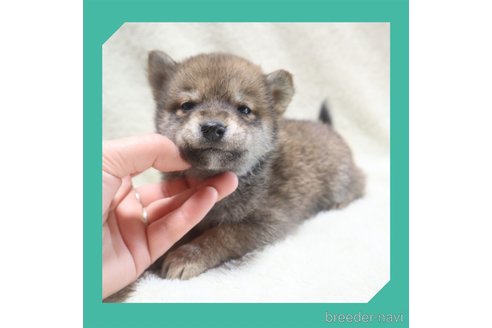 成約済の岡山県の柴犬-284208の4枚目