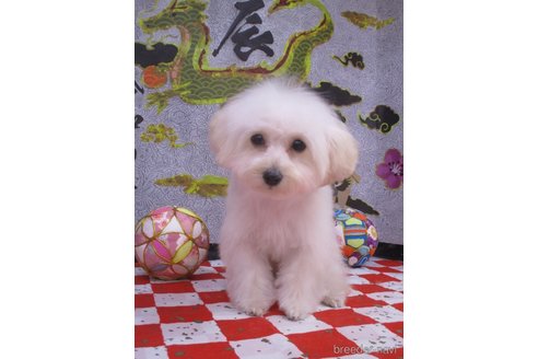 成約済の鳥取県のティーカッププードル-272050の2枚目