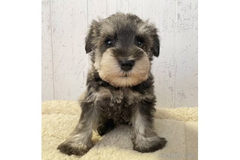 成約済の千葉県のミニチュアシュナウザー-289736の1枚目