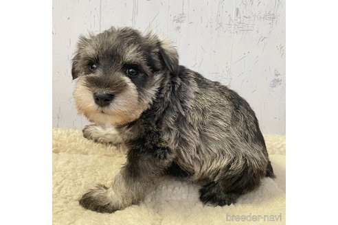 成約済の千葉県のミニチュアシュナウザー-289736の3枚目