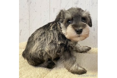 成約済の千葉県のミニチュアシュナウザー-289736の2枚目