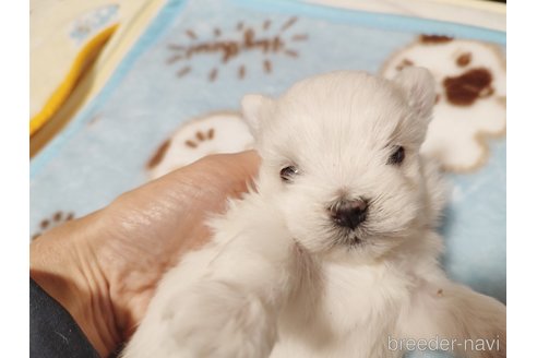 成約済の岡山県のマルチーズ-288982の8枚目