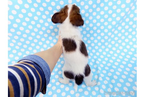 成約済の千葉県のミックス犬-281409の5枚目