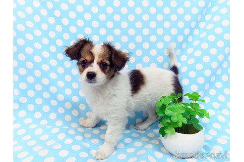 成約済の千葉県のミックス犬-281409の4枚目