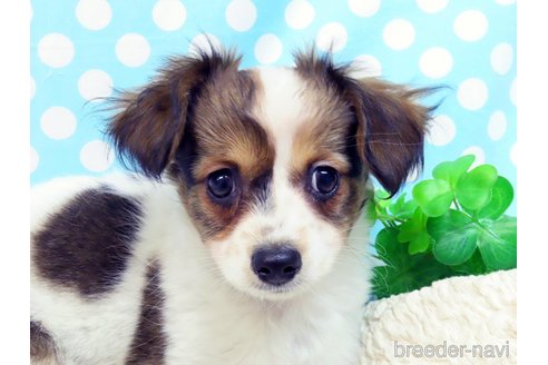 成約済の千葉県のミックス犬-281409の3枚目