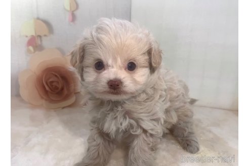 成約済の東京都のチワプー:チワワ×トイプードル-289759の21枚目