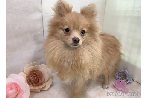 販売中の東京都のポメラニアン-244833の7枚目