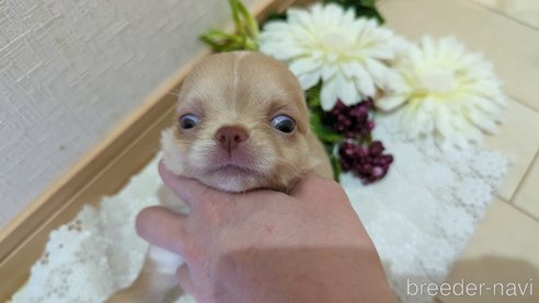 成約済の広島県のチワワ(ロングコート)-287446の28枚目